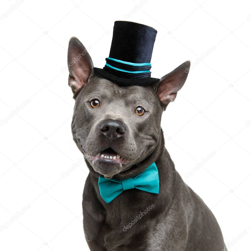 beautiful thai ridgeback dog in high hat and bow