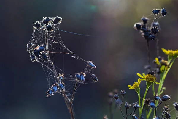 Wild plants in latvia 로열티 프리 스톡 사진