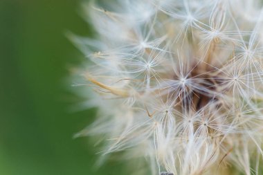 wild plants in latvia