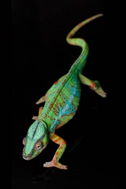 hayatta bukalemun sürüngen