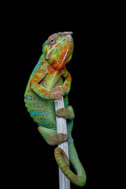 alive chameleon reptile clipart