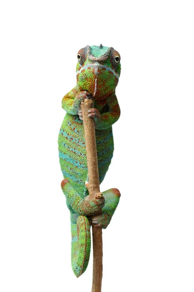 Chamäleon-Reptil lebt — Stockfoto