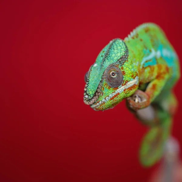 Рептилія живий хамелеон — стокове фото