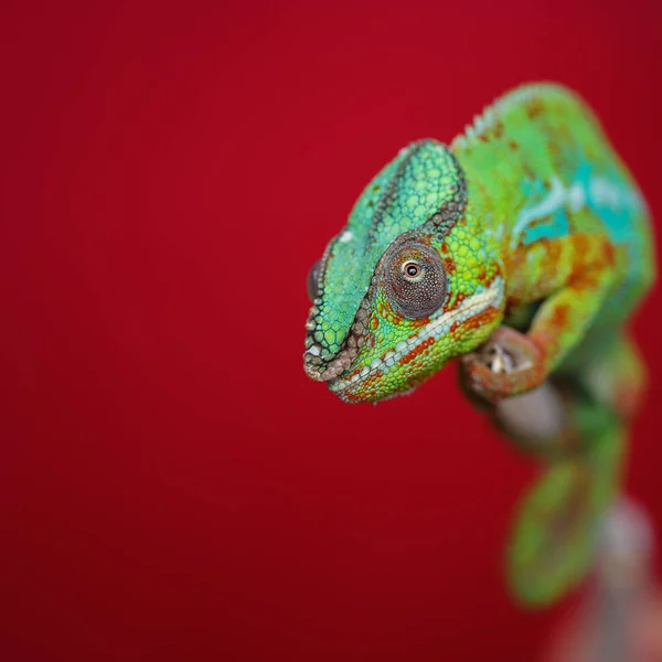 Alive chameleon reptile — Stock Photo, Image