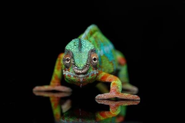 Réptil camaleão vivo — Fotografia de Stock