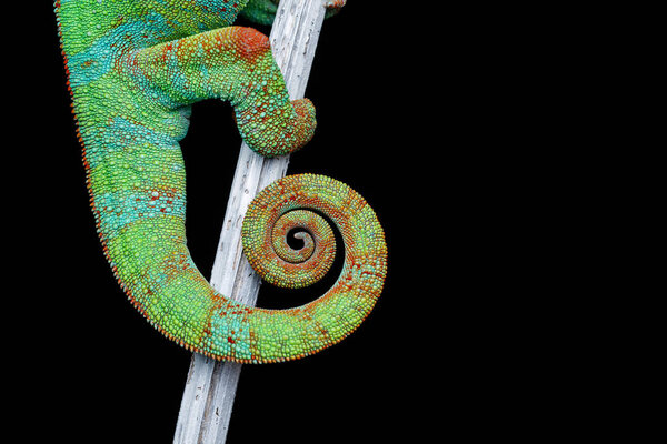 alive chameleon reptile tail