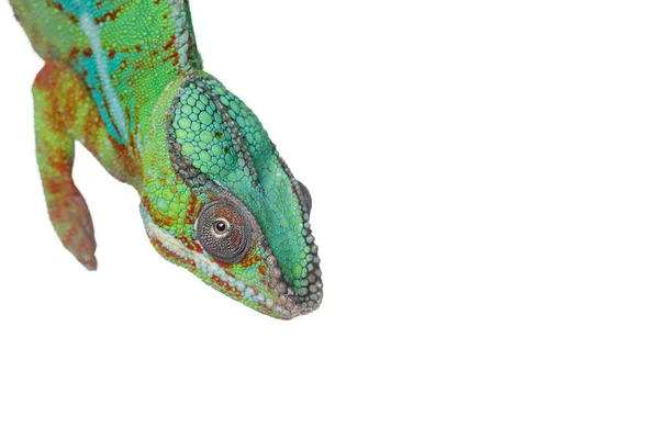 Alive chameleon plazů — Stock fotografie