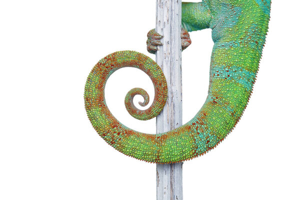 alive chameleon reptile tail