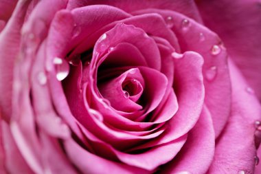 pembe Gül beyaz izole