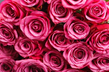 Birçok taze pembe güller 