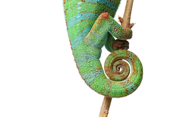 Przy życiu kameleon gad ogon — Zdjęcie stockowe