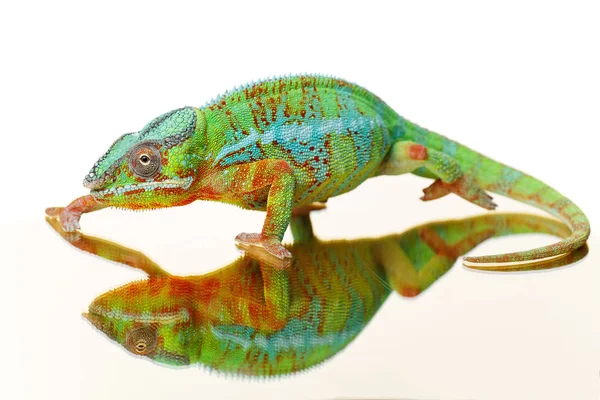 Alive chameleon reptile — Stock Photo, Image