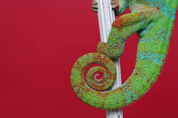 alive chameleon reptile tail