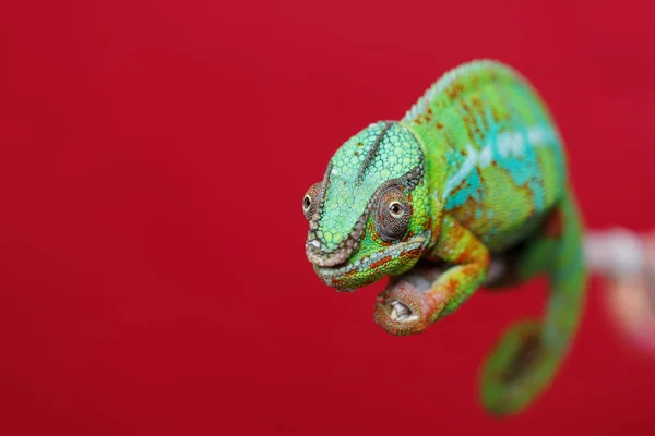 Réptil camaleão vivo — Fotografia de Stock