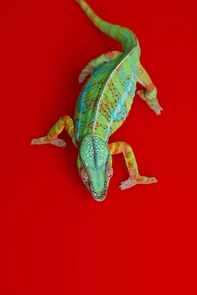 Alive chameleon reptile — Stock Photo, Image