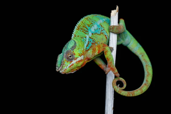 Alive chameleon reptile — Stock Photo, Image