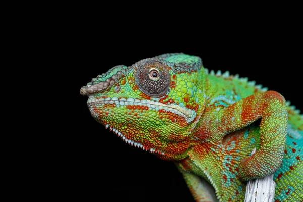 Przy życiu kameleon reptile — Zdjęcie stockowe