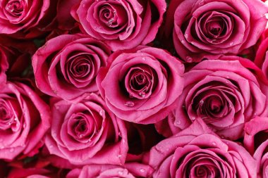 Birçok taze pembe güller 