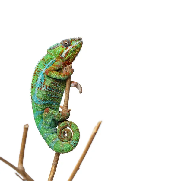 Alive chameleon reptile — Stock Photo, Image