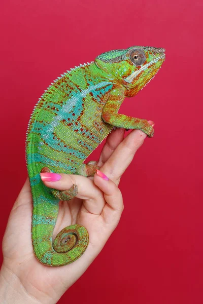 Chamäleon-Reptil lebt — Stockfoto