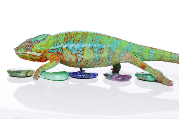 alive chameleon reptile