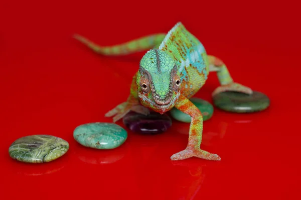 Przy życiu kameleon reptile — Zdjęcie stockowe