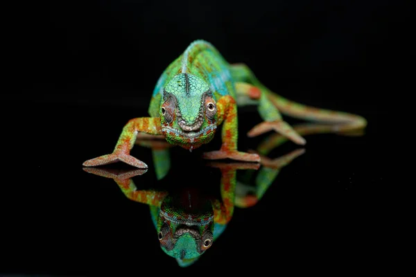 Réptil camaleão vivo — Fotografia de Stock