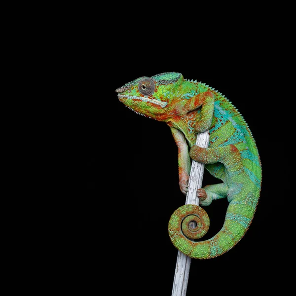 Alive chameleon reptile — Stock Photo, Image