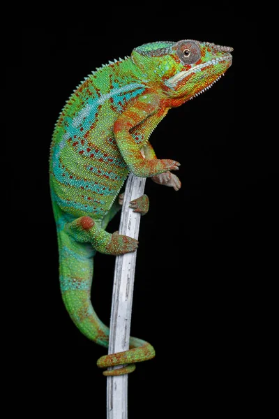 Alive chameleon reptile — Stock Photo, Image