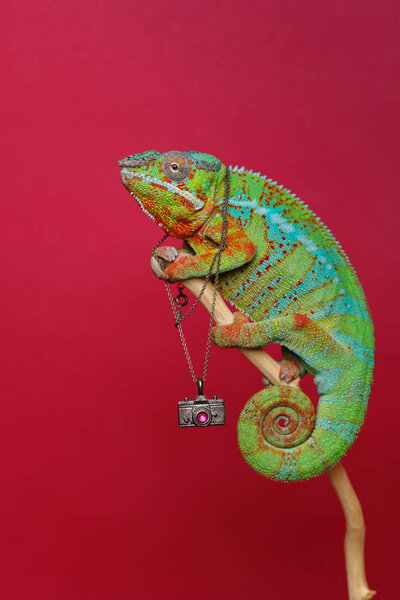 Alive chameleon reptile Stock Image