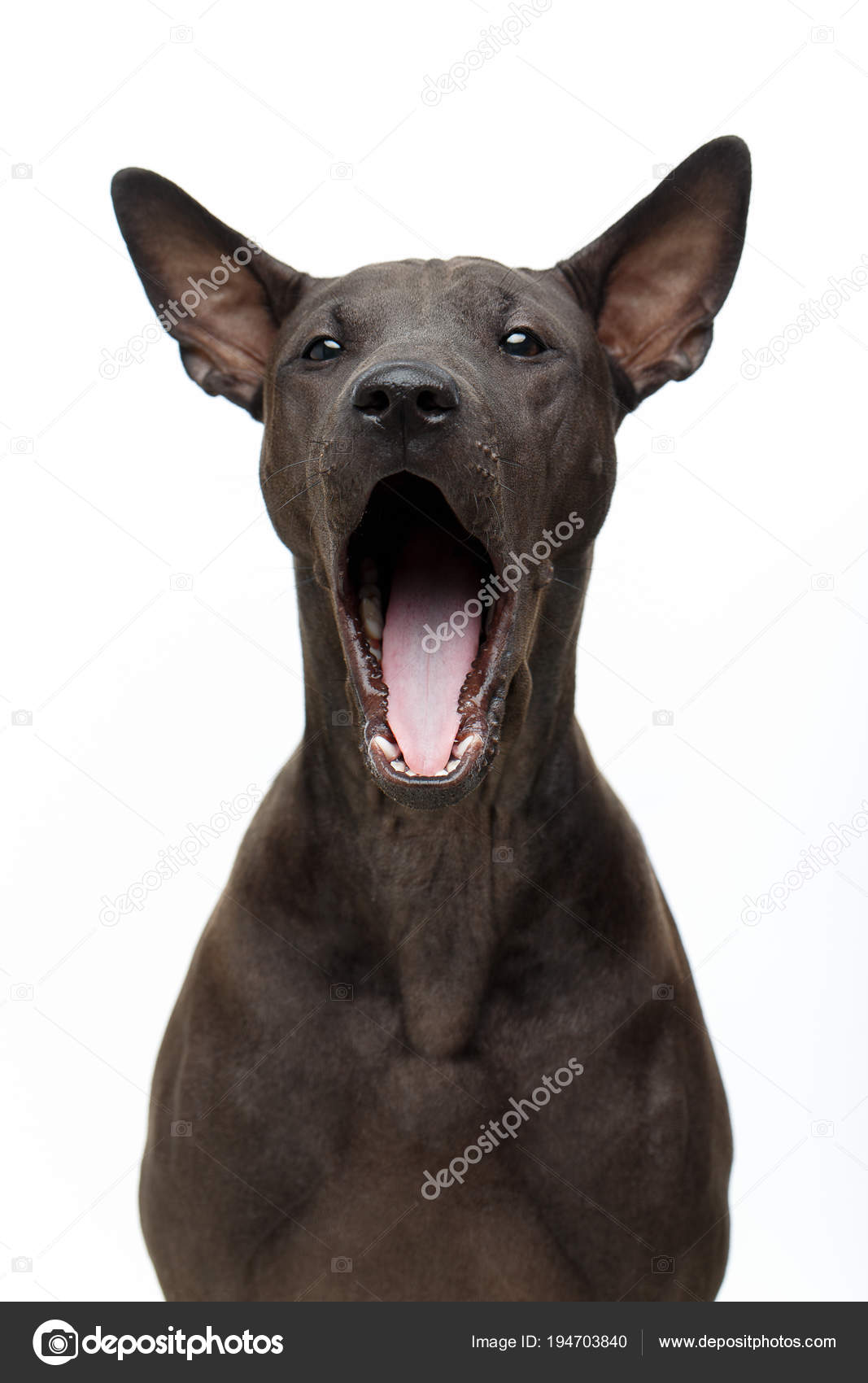 Cucciolo Di Ridgeback Tailandese Bella Che Sbadiglia Foto Stock