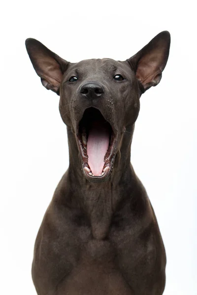 Vackra thai ridgeback valp gäspningar — Stockfoto