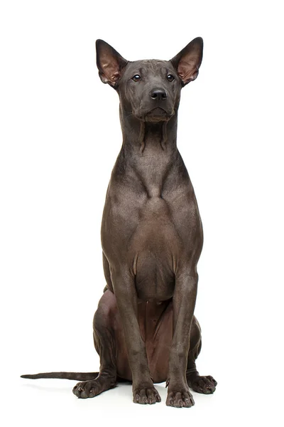 美しいタイ ・ リッジバック ・子犬 — ストック写真