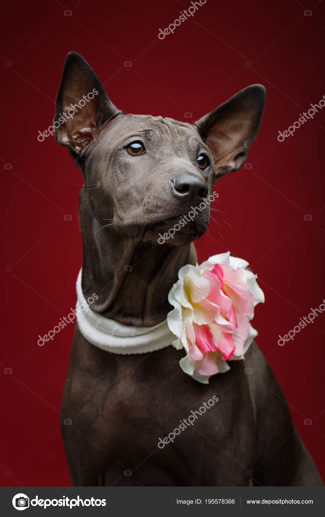 Beautiful thai ridgeback puppy — Stock Photo © Svetography #195578366