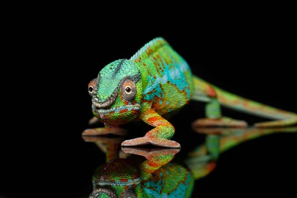 Alive chameleon plazů — Stock fotografie