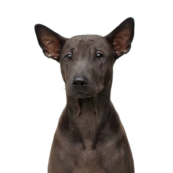 Schöner thailändischer Ridgeback Welpe — Stockfoto