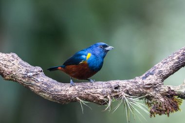 Euphonia pectoralis - Chestnut-belly Euphonia - Ferro Velho - Mata Atlantica - Brasil