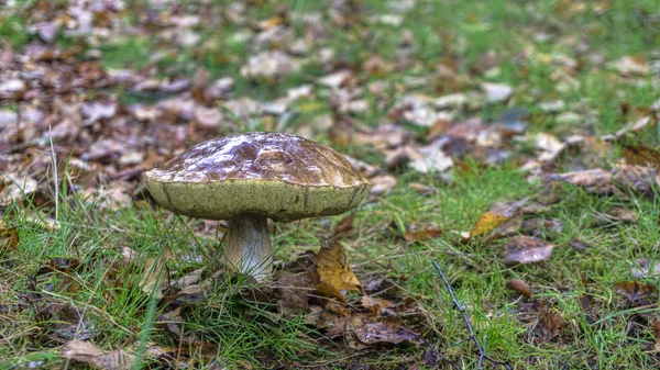 Macro de cogumelo selvagem — Fotografia de Stock