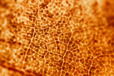 Makro soyut grunge arka plan