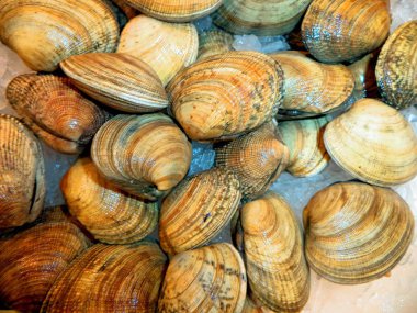 Bir avuç taze deniz horozu buz üstünde.