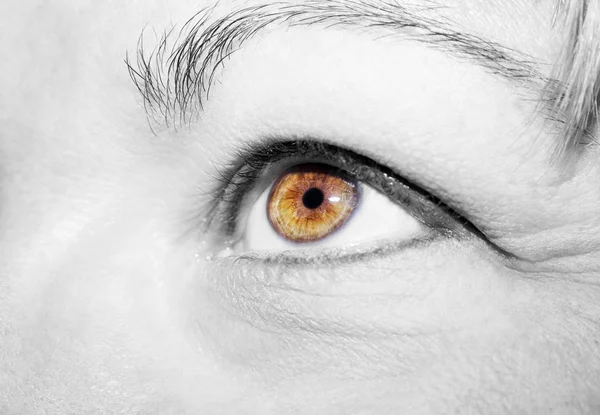 Bella sguardo perspicace occhio di donna marrone — Foto Stock
