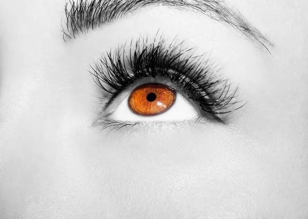 Καστανά μάτια μακιγιάζ. Όμορφα μάτια αποτελούν λεπτομέρεια — Φωτογραφία Αρχείου