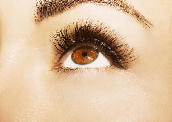 Brown Eye Makeup. Beautiful Eyes Make up detail — Stock Photo, Image