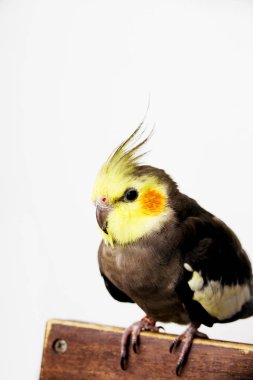 Beyaz zemin üzerinde bir el petsupplies tünemiş