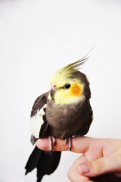 Cockatiel perché sur une main sur fond blanc — Photo