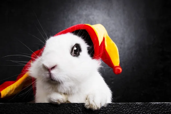 Conejo con gorra de bromista sobre fondo negro — Foto de Stock