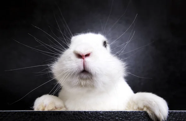 Biały królik na czarnym tle w studio — Zdjęcie stockowe