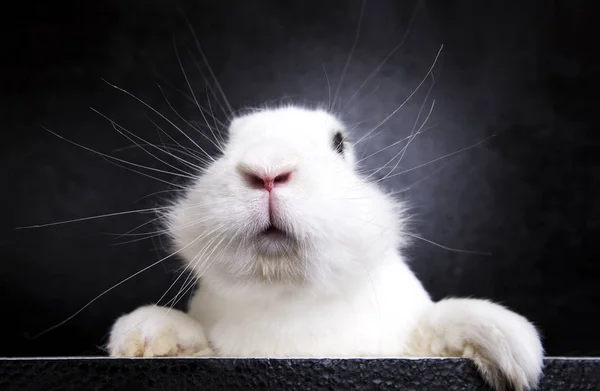 Conejo blanco sobre fondo negro en el estudio — Foto de Stock