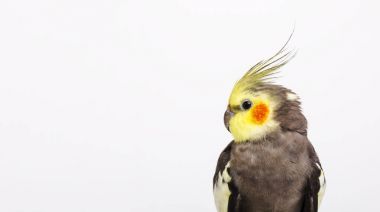 Gri petsupplies Nymphicus hollandicus beyaz arka plan önünde portresi