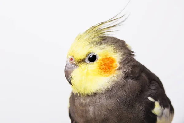 Portrait d'un cockatiel gris Nymphicus hollandicus devant fond blanc — Photo